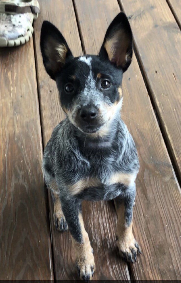 10 Things You Need To Know Before Adopting An Australian Cattle Dog