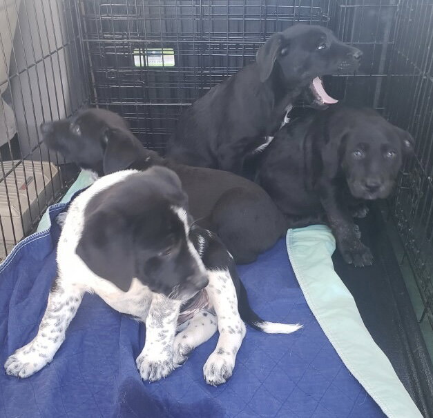 Dog for Adoption Pointer/Heeler/Lab mix pups, a Australian Cattle Dog/Blue Heeler in Glendora