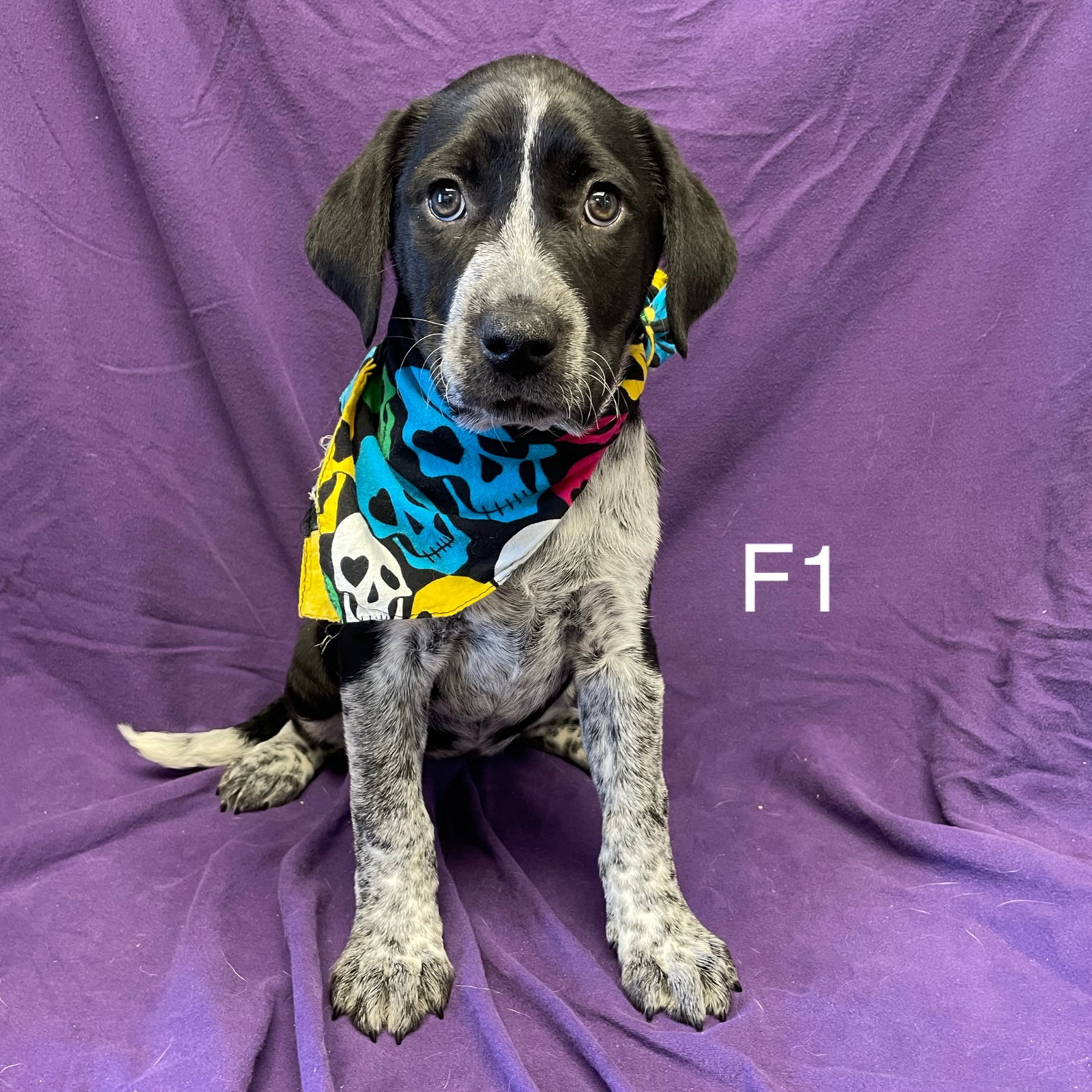 Dog for Adoption Pointer/Heeler/Lab mix pups, a Australian Cattle Dog/Blue Heeler in Glendora