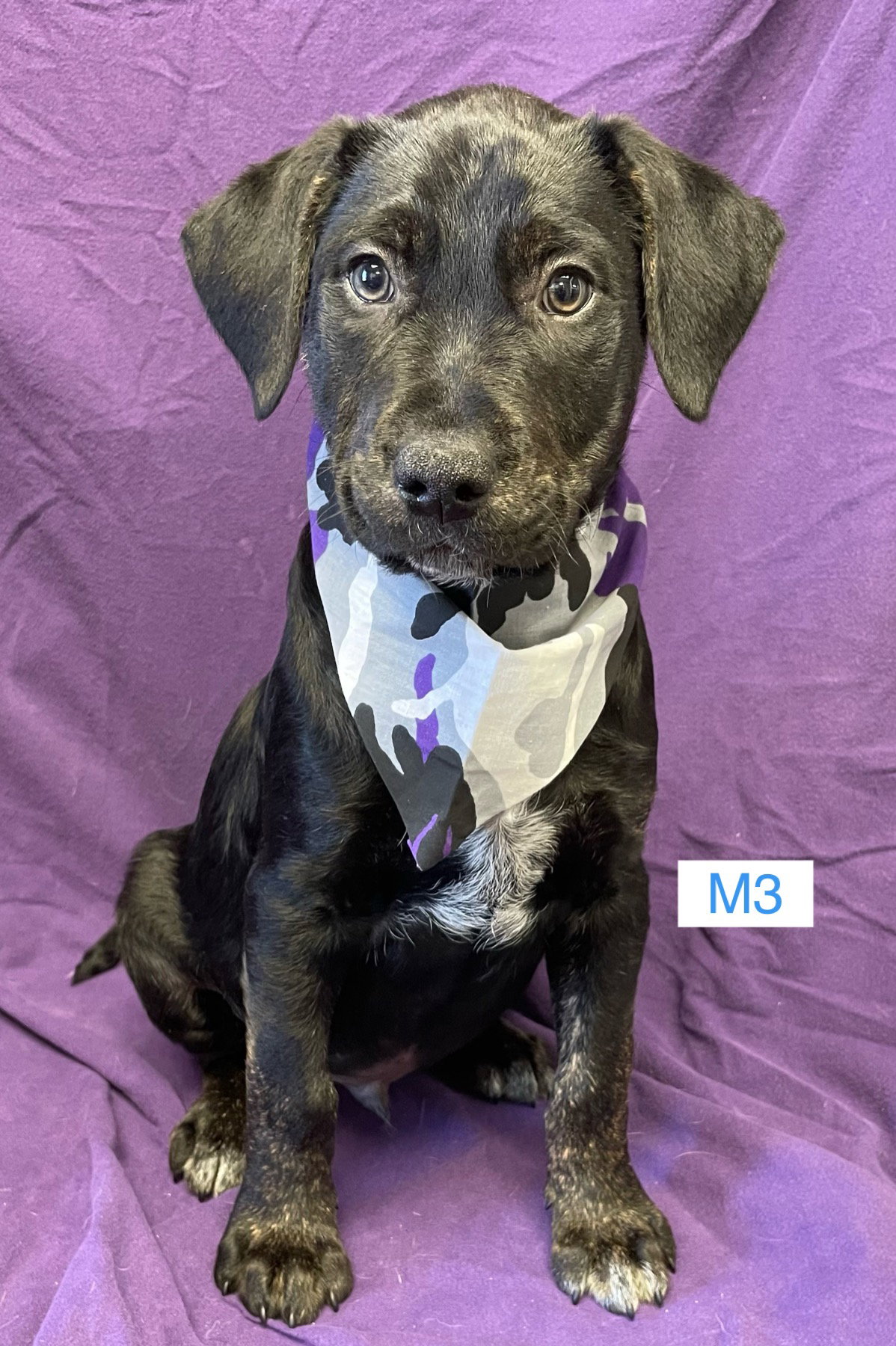 Dog for Adoption Pointer/Heeler/Lab mix pups, a Australian Cattle Dog/Blue Heeler in