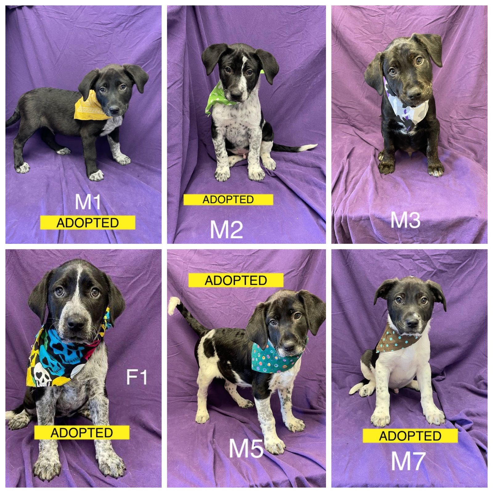 Dog for Adoption Pointer/Heeler/Lab mix pups, a Australian Cattle Dog