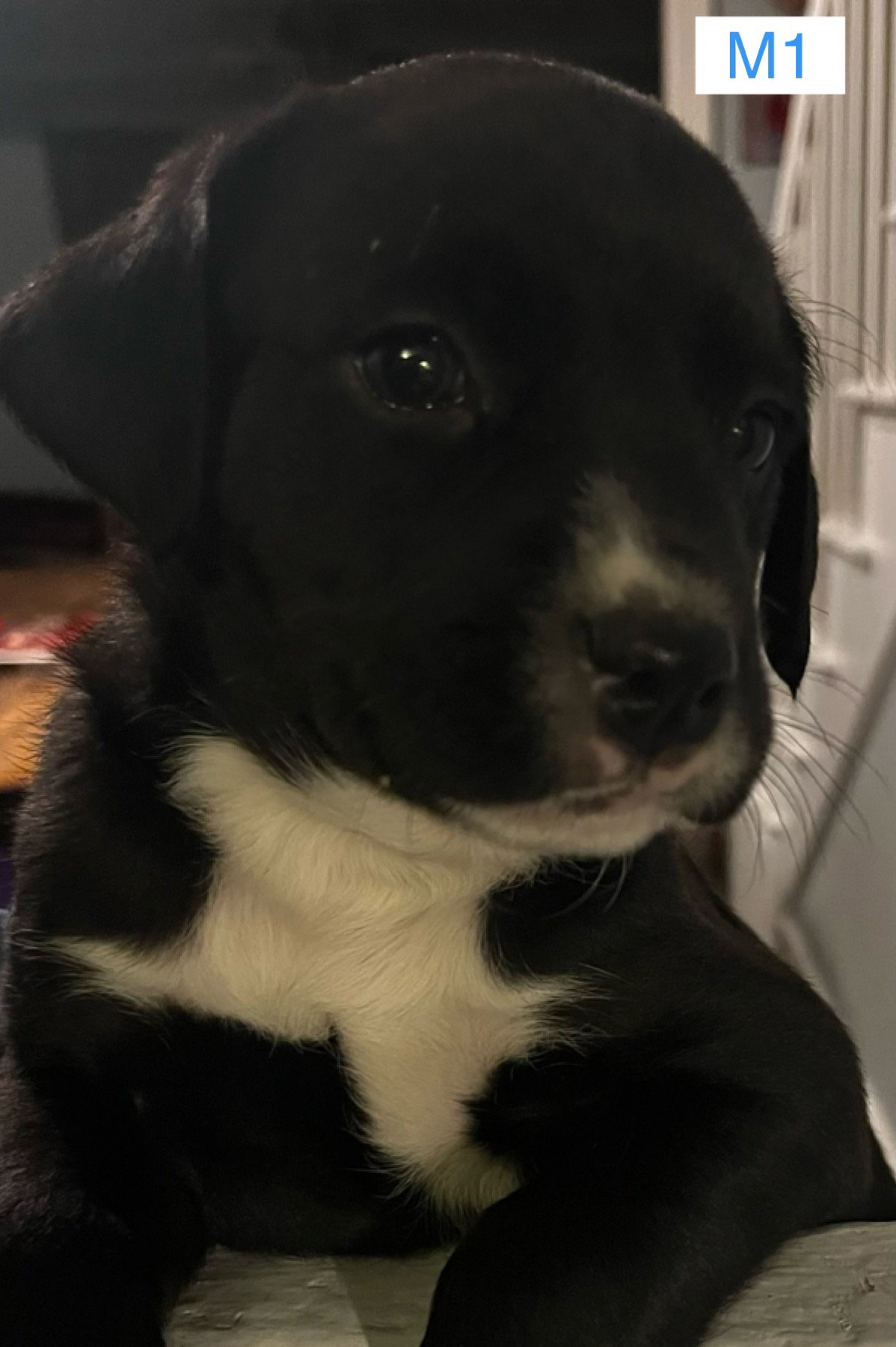 Dog for Adoption Labrador/Border Collie/Hound mix, a Border Collie in