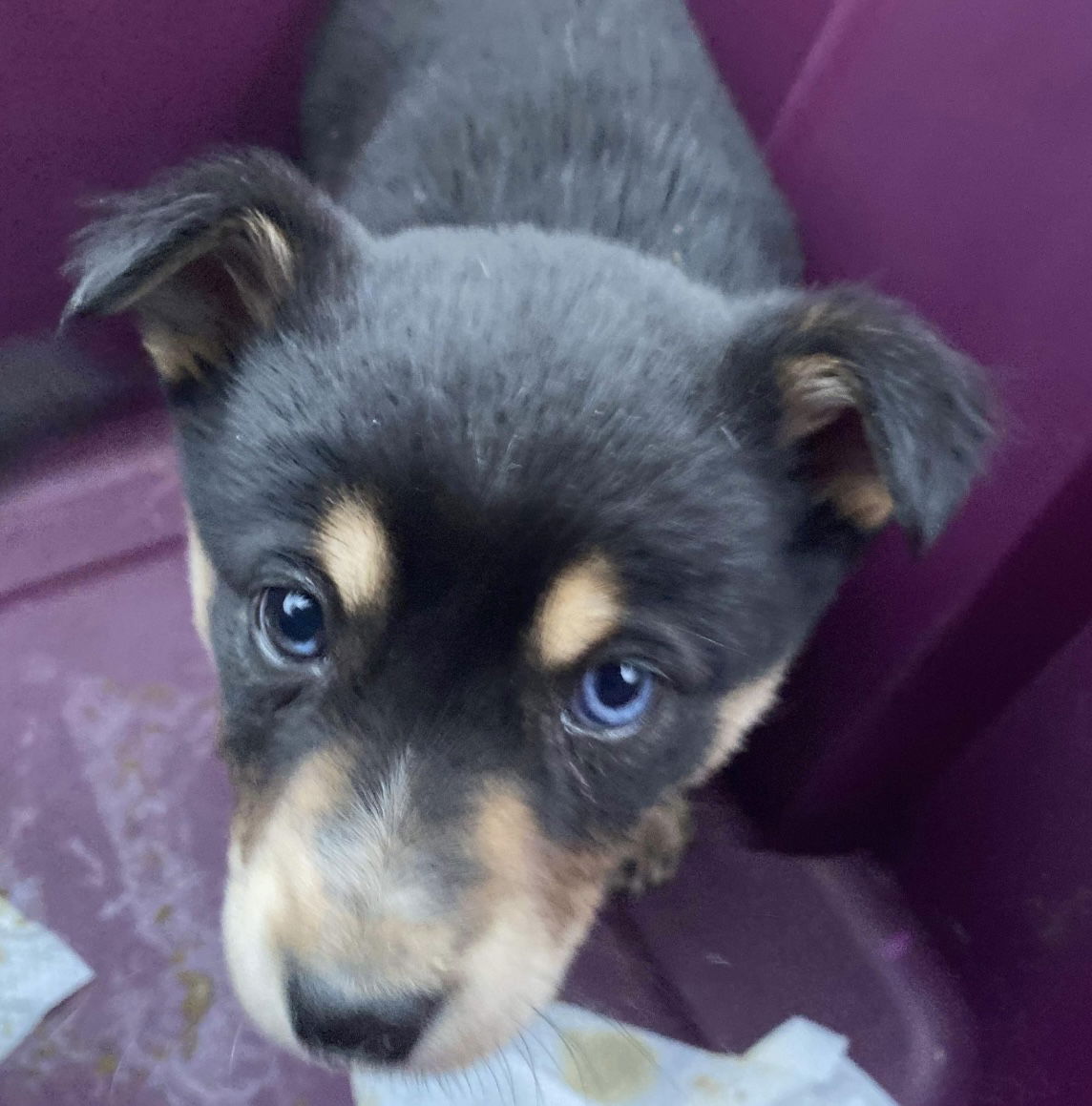 Dog for Adoption - Mini Aussie mix pups coming 3-28, a Australian ...