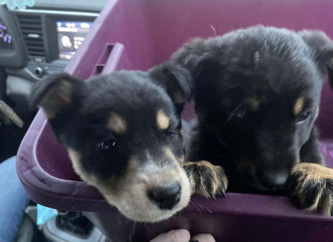 Dog for Adoption - Mini Aussie mix pups coming 3-28, a Australian ...