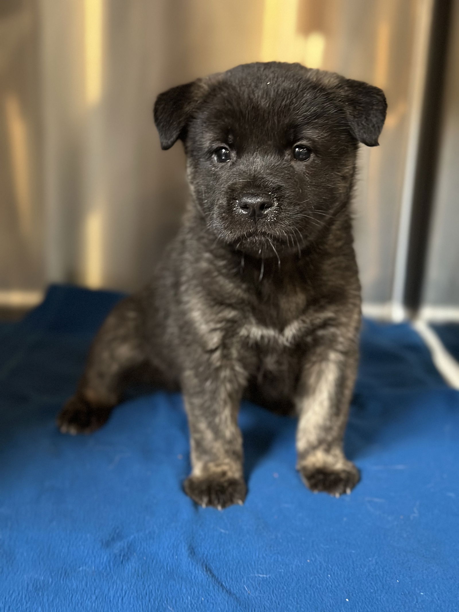 Dog for Adoption - Akita/Shepherd mix pups coming 5-28, a Akita in