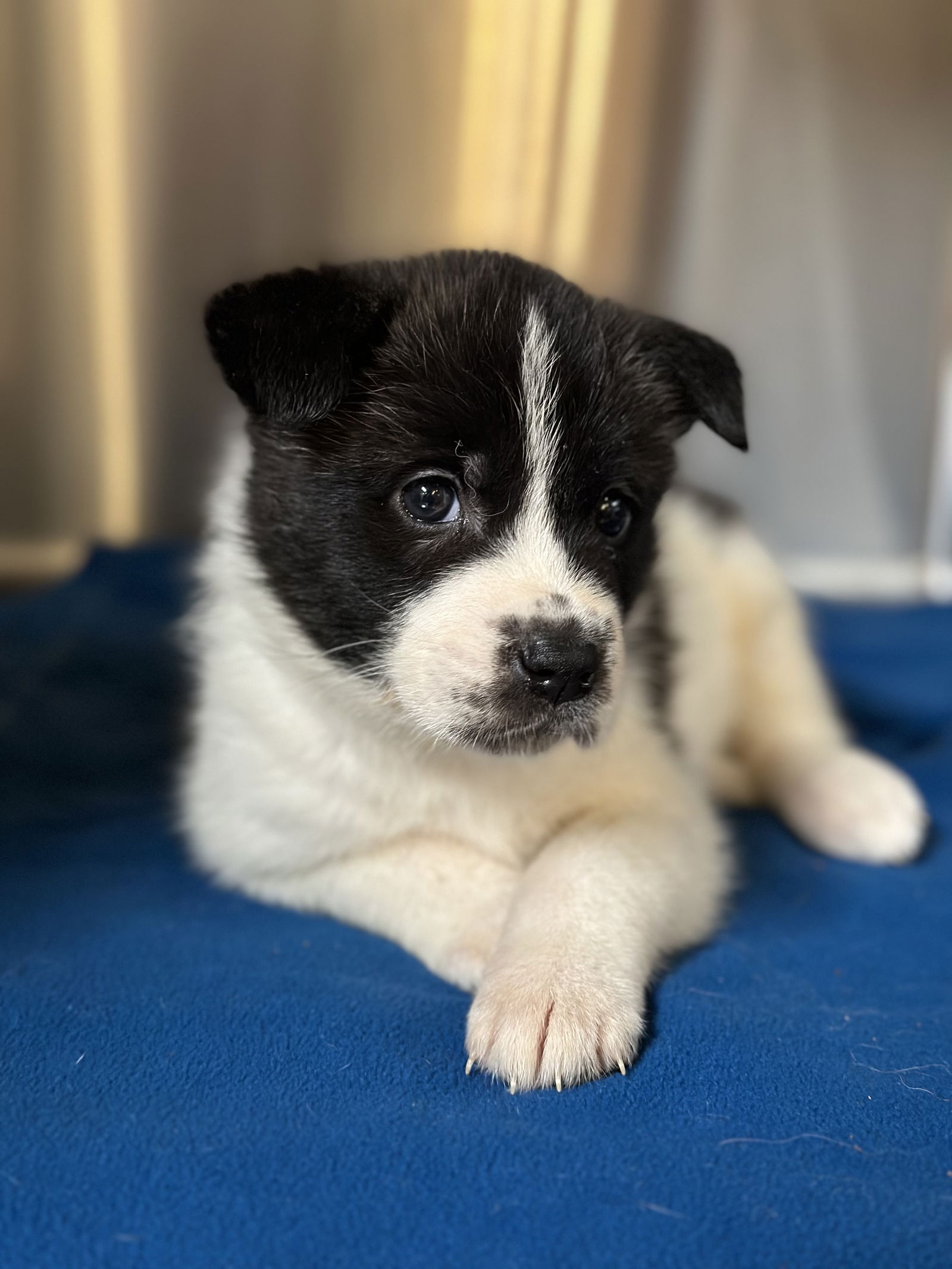 Dog for Adoption - Akita/Shepherd mix pups coming 5-28, a Akita in