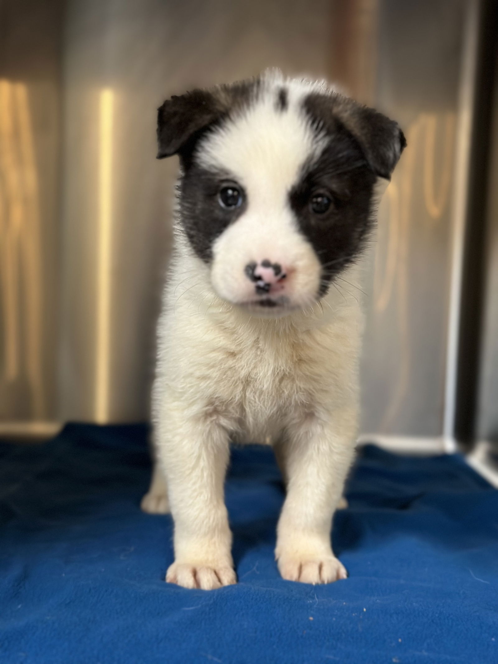 Dog for Adoption - Akita/Shepherd mix pups coming 5-28, a Akita in