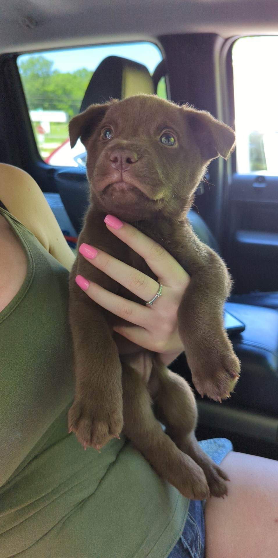 Dog for Adoption Aussie/Lab mix coming 527, a Australian Shepherd in