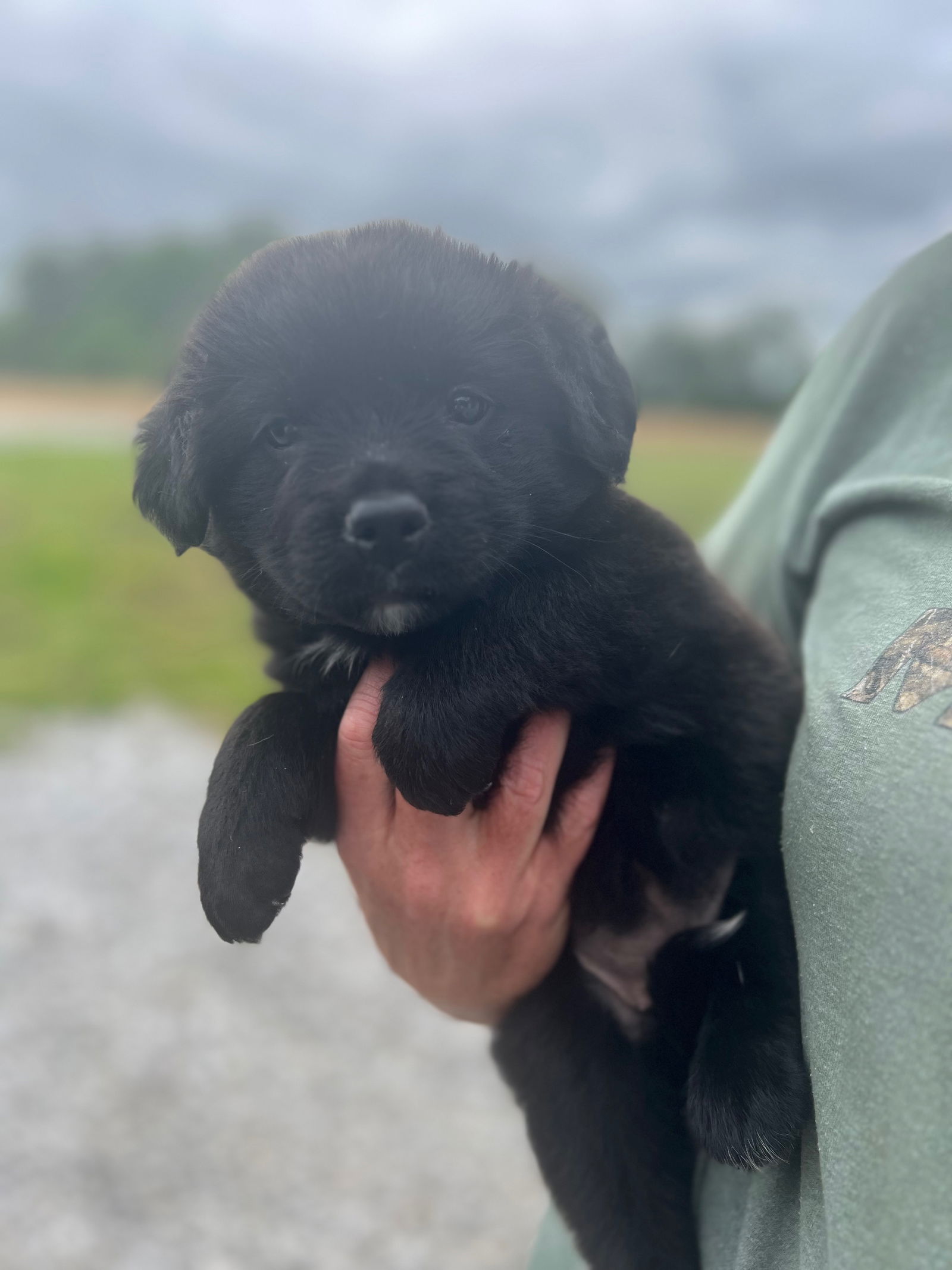 Dog for Adoption - Aussie/Lab mix coming 5-27, a Australian Shepherd in