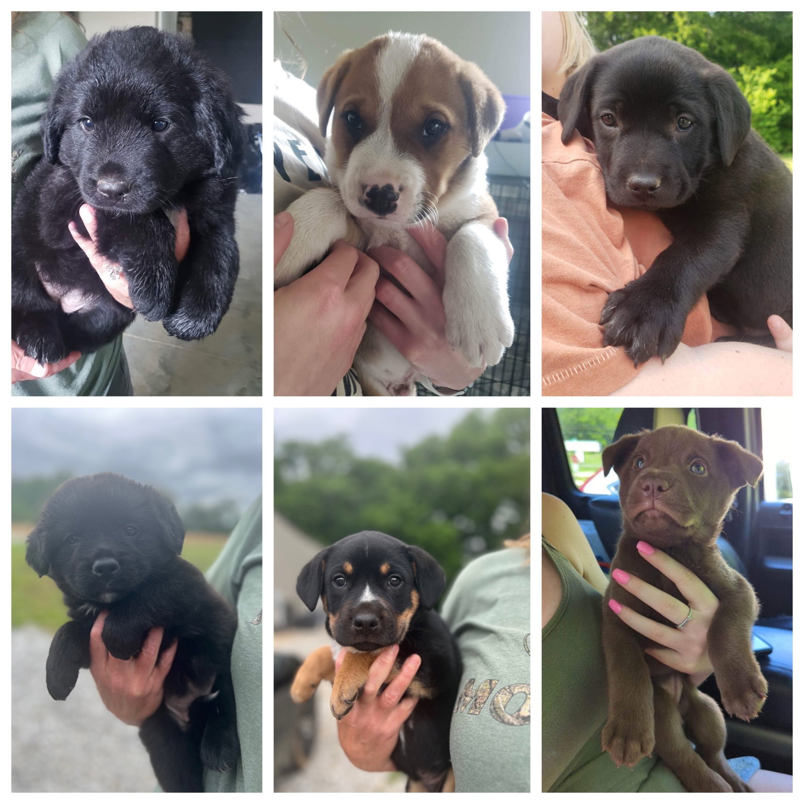 Dog for Adoption Aussie/Lab mix coming 527, a Australian Shepherd in