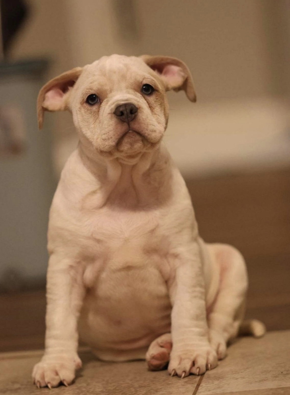 Dog for Adoption English Bulldog mix pups (in foster), a English Bulldog in Rising Sun, MD
