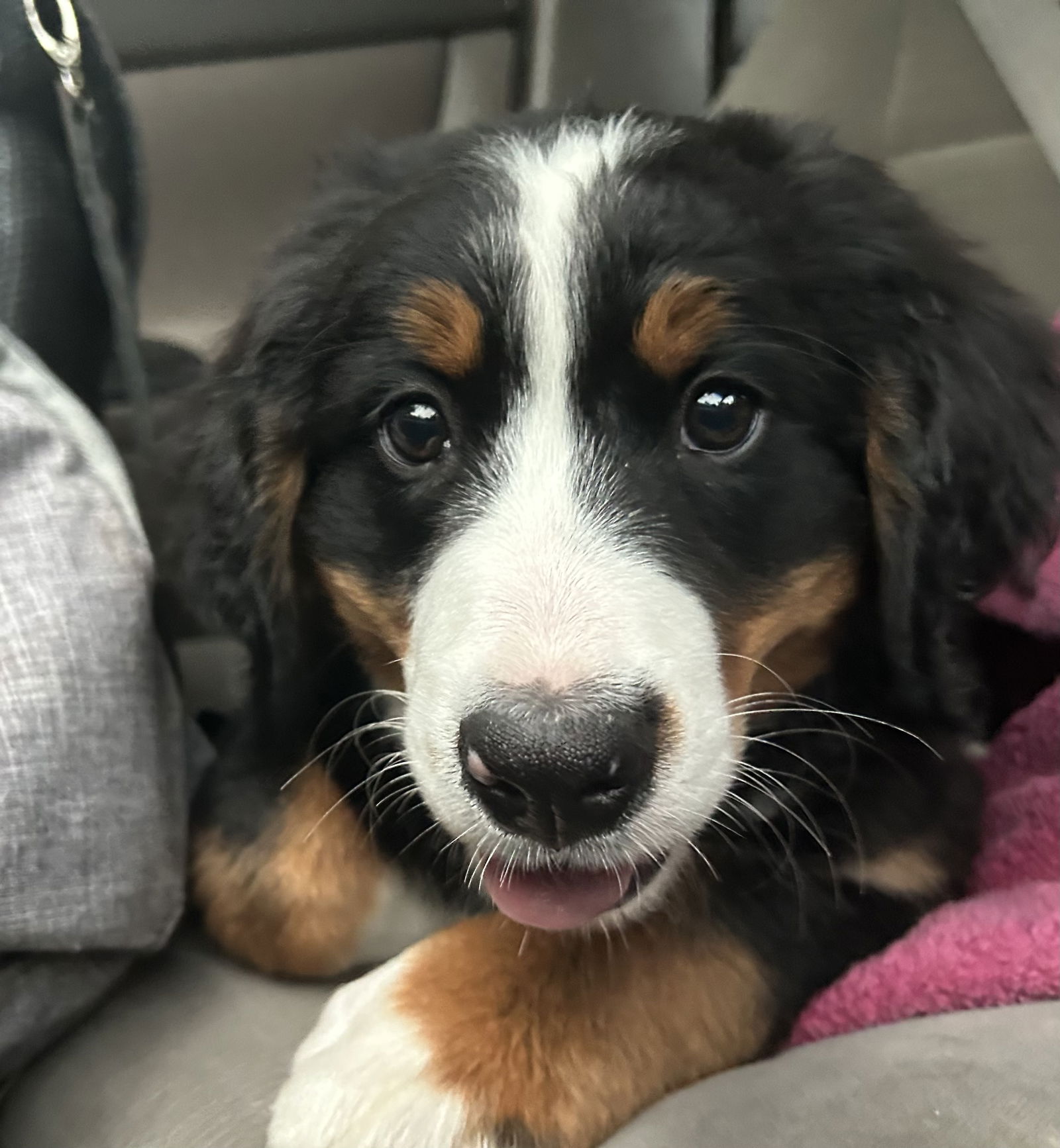 Dog for Adoption - Bernese Mountain Dog, a Bernese Mountain Dog in
