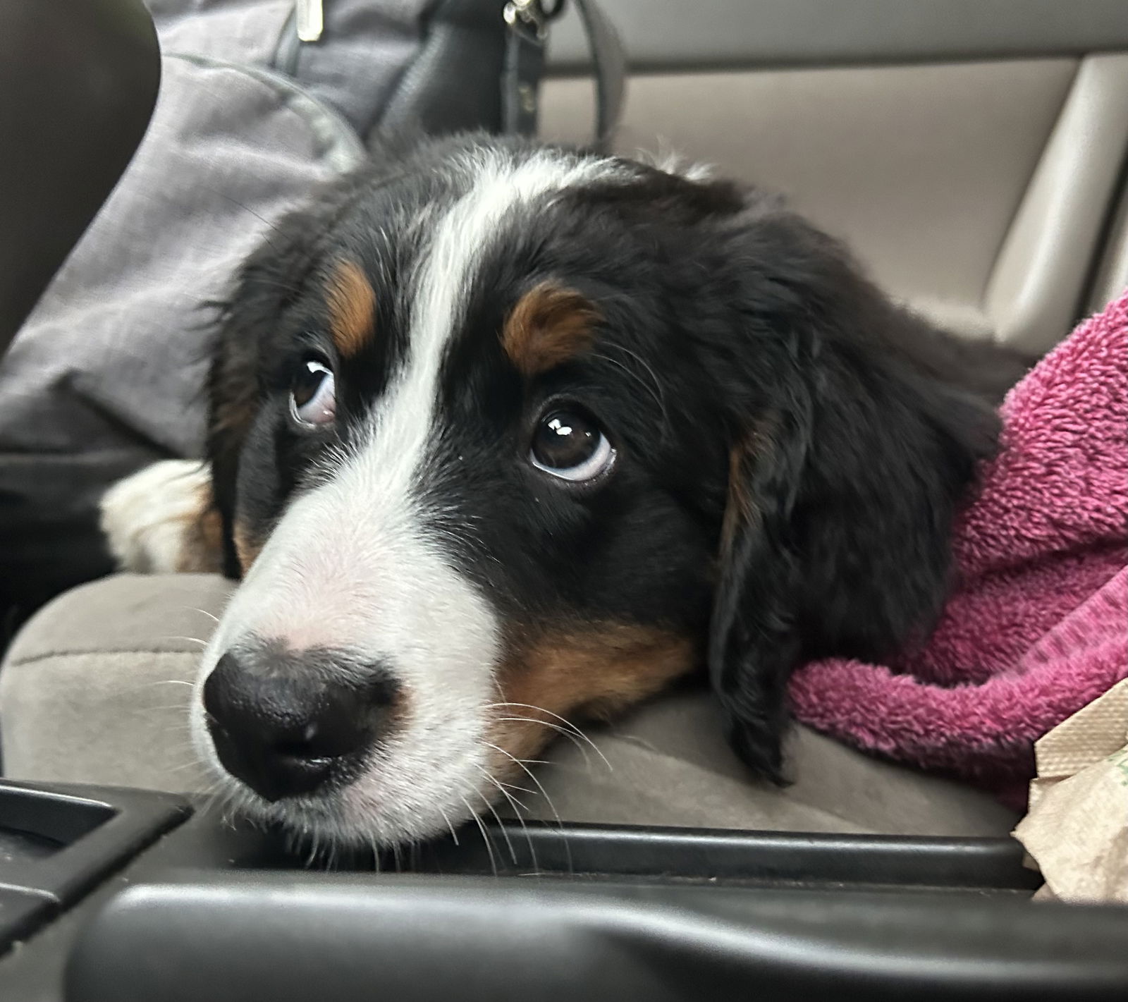 Dog for Adoption - Bernese Mountain Dog, a Bernese Mountain Dog in