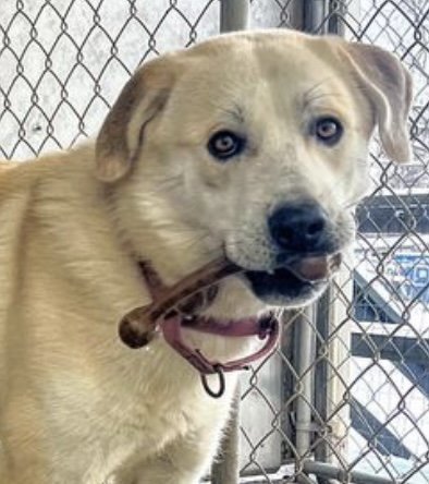 adoptable Dog in Elverson, PA named Timmy