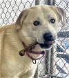 adoptable Dog in pottstown, PA named Timmy
