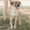 adoptable Dog in klondike, TX named Roy (in foster)