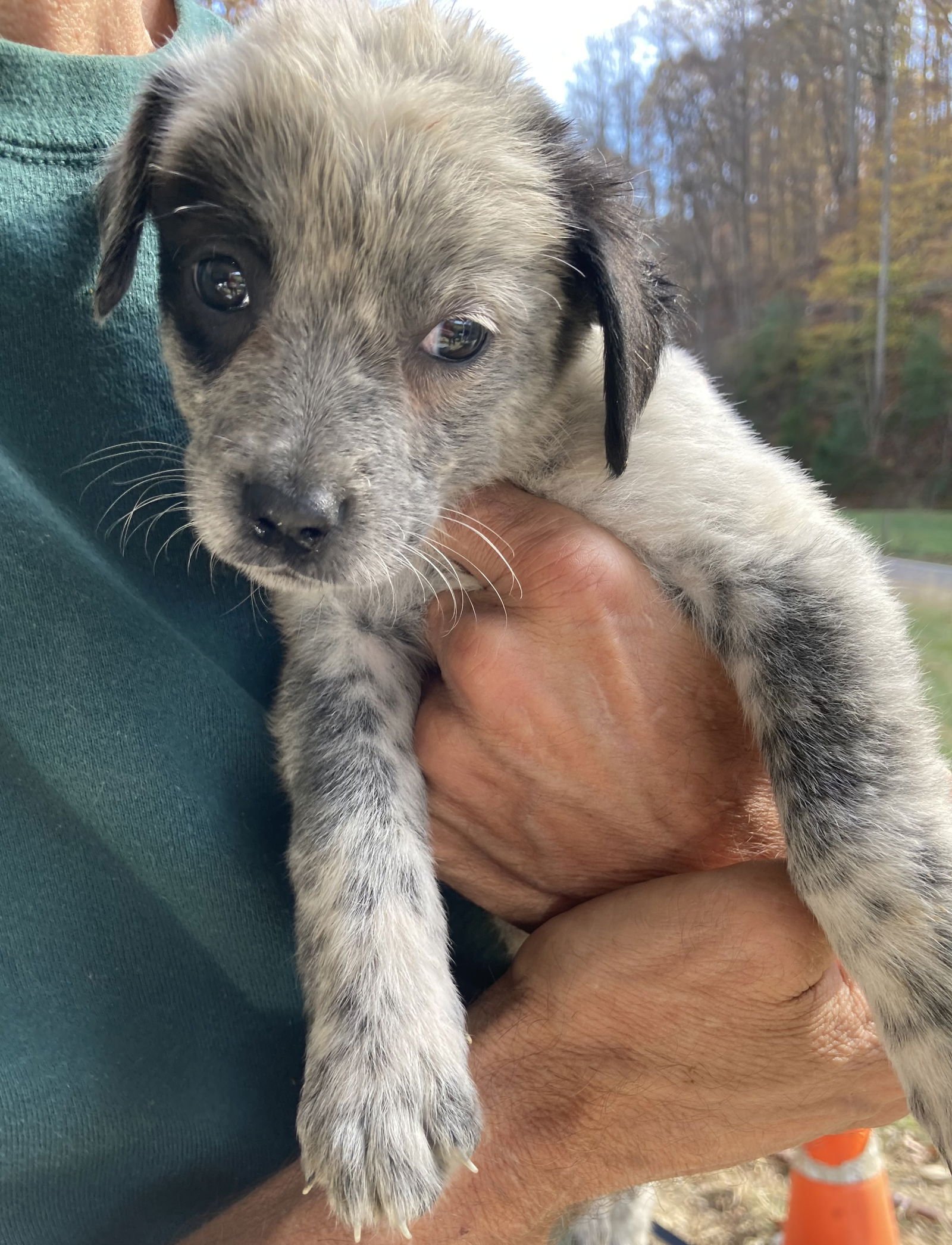 Dog for Adoption - Aussie/Pyrenees mix pups, a Australian Cattle Dog ...