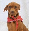 adoptable Dog in , PA named German Shep/Rottie/Catahoula mix pups
