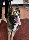 adoptable Dog in pottstown, PA named Ruger