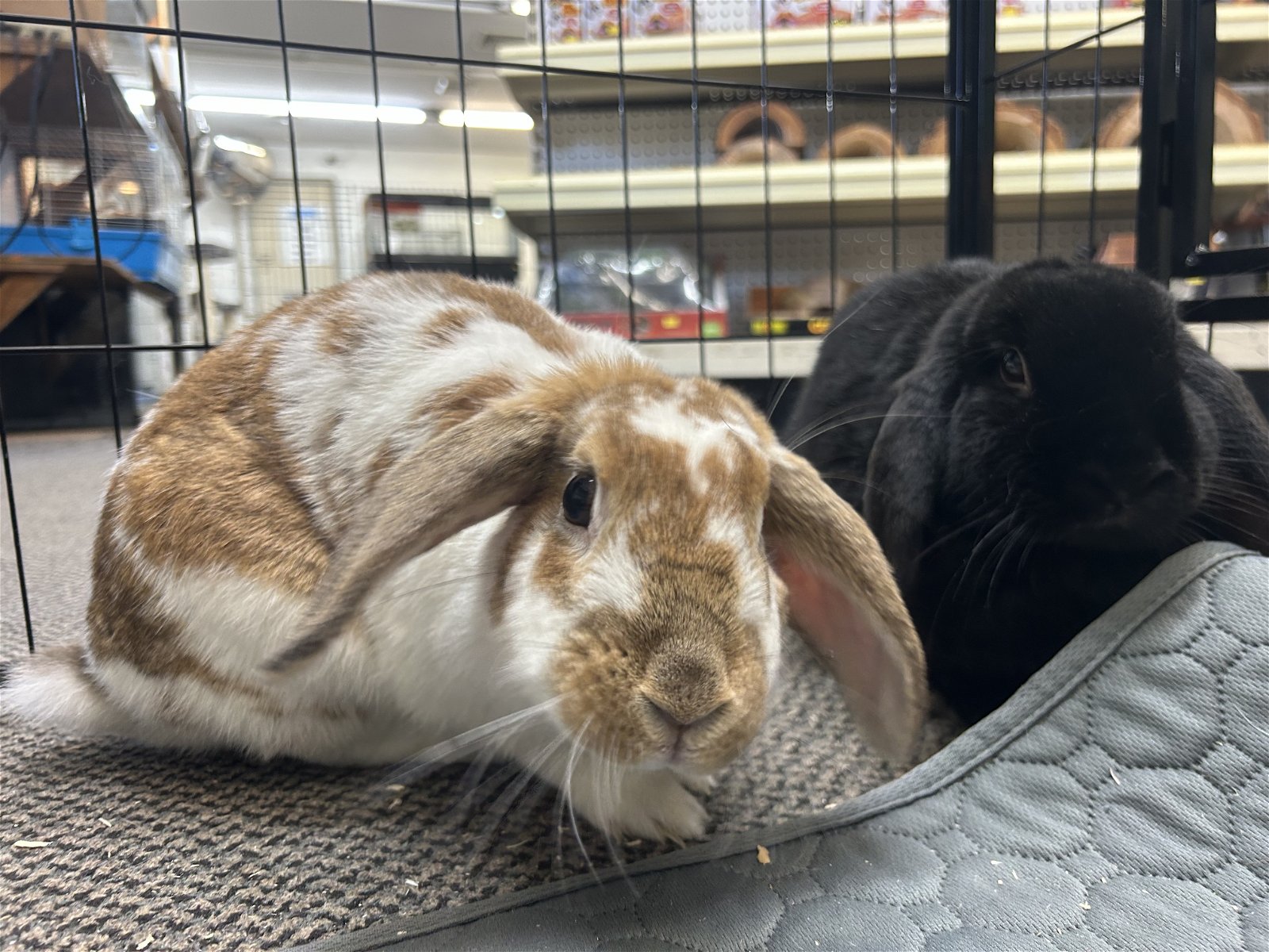 adoptable Rabbit in Pottstown, PA named Holly and Wolly