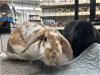 adoptable Rabbit in , PA named Holly and Wolly