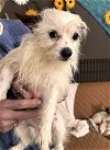 adoptable Dog in  named Spanky (in foster)