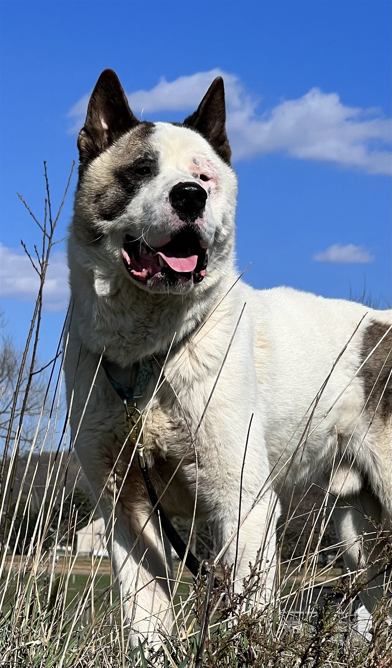 adoptable Dog in Klondike, TX named Ghost (in foster)