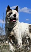 adoptable Dog in , PA named Ghost (available to transport)