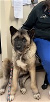 adoptable Dog in pottstown, PA named Joy (Senior)