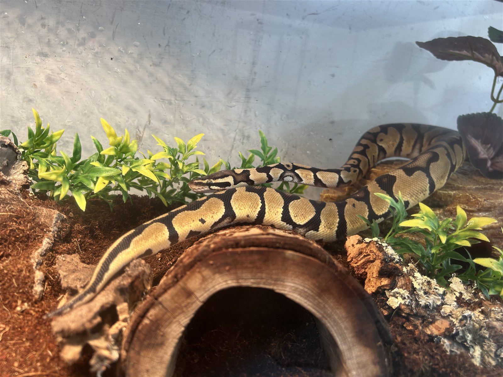 adoptable Snake in Pottstown, PA named Shadow