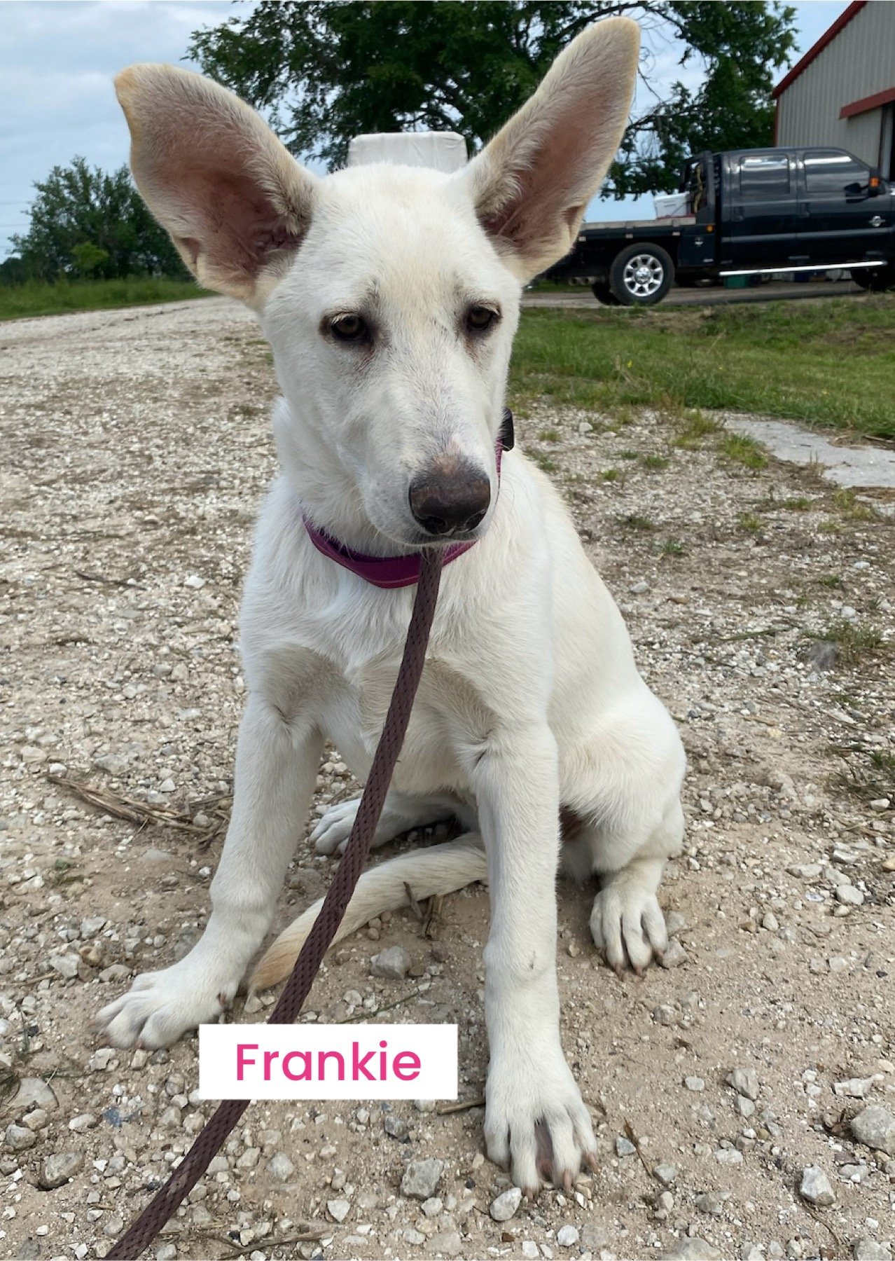 adoptable Dog in Pottstown, PA named Frankie (in foster)