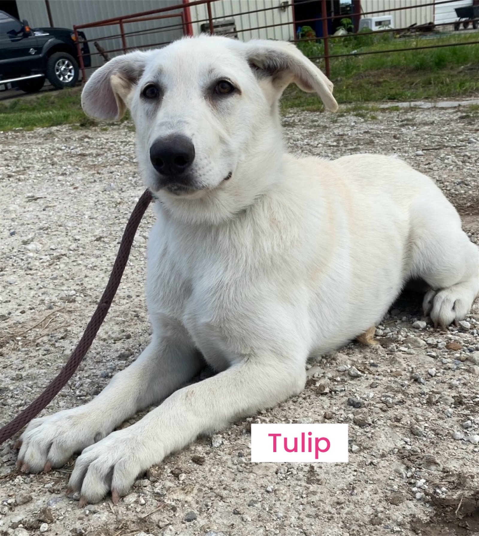 adoptable Dog in Pottstown, PA named Tulip (in foster)