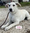 adoptable Dog in  named Tulip (in foster)