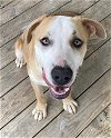 adoptable Dog in  named Rush