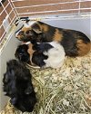 adoptable Guinea Pig in  named Chungus, Nyx & Steele
