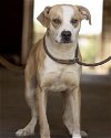 adoptable Dog in klondike, TX named LA (in foster)