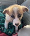 adoptable Dog in klondike, TX named Pippa (in foster)