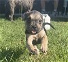adoptable Dog in , PA named Eva’s pups