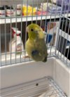 adoptable Bird in ,  named Michelob