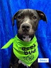 adoptable Dog in  named Beau