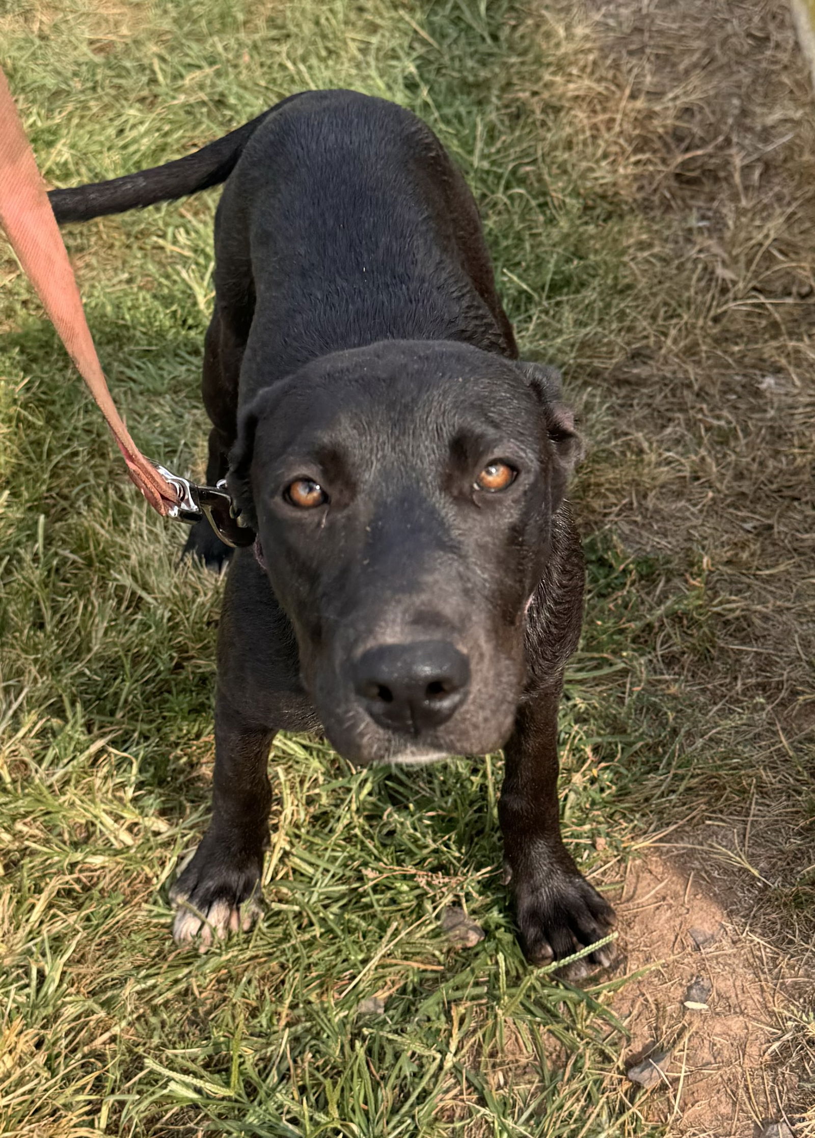 adoptable Dog in Pottstown, PA named Bailey