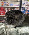 adoptable Chinchilla in  named Posie