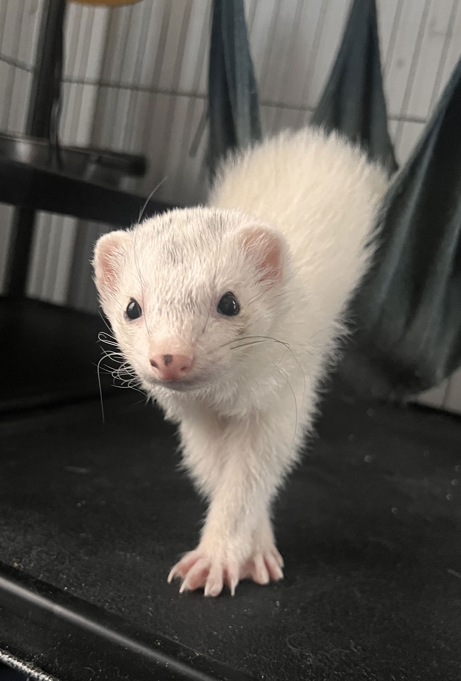 adoptable Ferret in Pottstown, PA named Sockxies