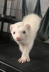 adoptable Ferret in  named Sockxies