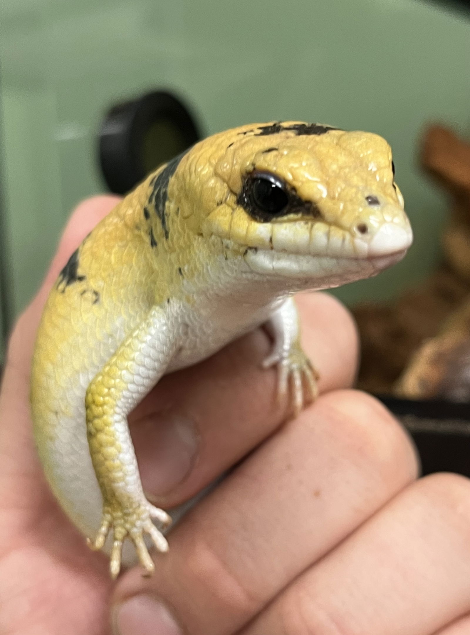 adoptable Lizard in Pottstown, PA named Frank