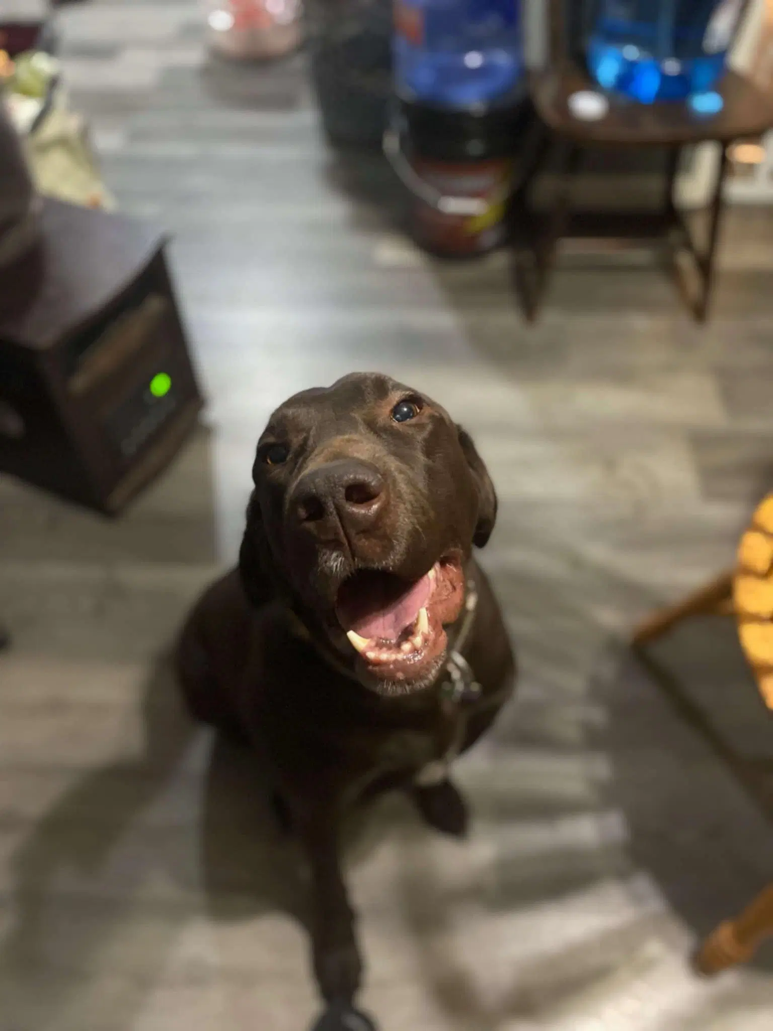 Pistol Courtesy Post - Golden Retriever