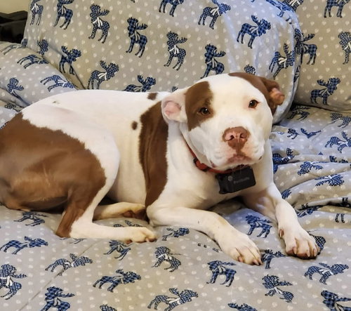 TRIXIE (COURTESY POST) - American Pit Bull Terrier available for adoption