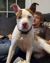 Trixie (Courtesy Post) - Photo 2