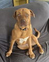 adoptable Dog in Pottstown, PA named Razzie