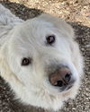 adoptable Dog in pottstown, PA named Fern & Charlotte (in foster)